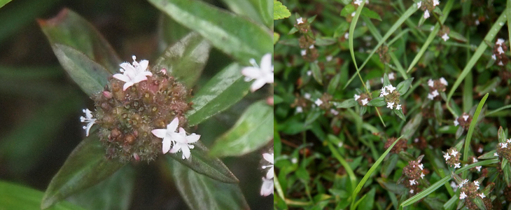 [Two photos spliced together. On the left is a close view of one of the clumps with flowers. This plant has a round brownish clump at the top of the stem (with leaves on the stem). Small four-petal all-white flowers are sprouted at different parts of the clump. The image on the right is a zoomed out few showing how tiny the flowers are in relation to the grass sprouting around these plants.]